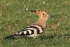 Hoopoe