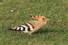 Hoopoe