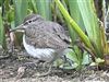 Common Sandpiper