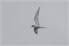 Arctic Tern