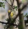 Yellowhammer