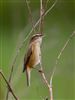 Sedge Warbler