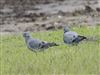 Stock Dove