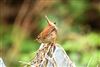 Wren