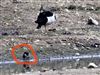 Lapwing