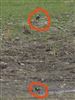 Lapwing