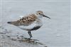 Dunlin