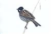 Reed Bunting