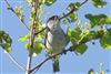 Blackcap