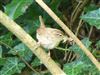 Wren