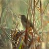 Grasshopper Warbler