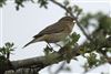 Chiffchaff