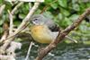 Grey Wagtail