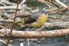 Grey Wagtail