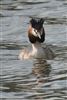 Great Crested Grebe