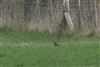 Ring Ouzel