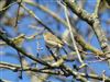 Chiffchaff