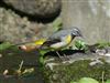 Grey Wagtail