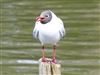 Black-headed Gull