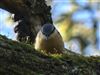 Nuthatch