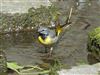 Grey Wagtail