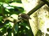 Treecreeper