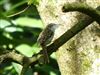 Treecreeper