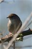 Cetti's Warbler