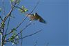 Chiffchaff