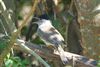 Blackcap