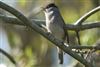 Blackcap