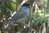 Blackcap