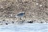 Bar-tailed Godwit