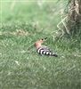 Hoopoe