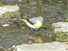 Grey Wagtail