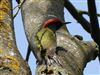 Green Woodpecker