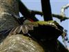 Green Woodpecker