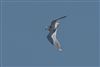 Little Gull