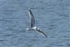 Little Gull