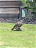 Sparrowhawk