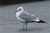 Common Gull