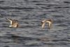 Oystercatcher