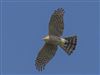 Sparrowhawk