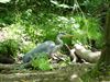 Grey Heron