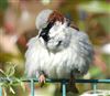 House Sparrow