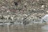 Dunlin