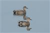 Gadwall