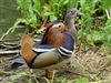 Mandarin Duck