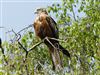 Red Kite