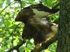 Buzzard